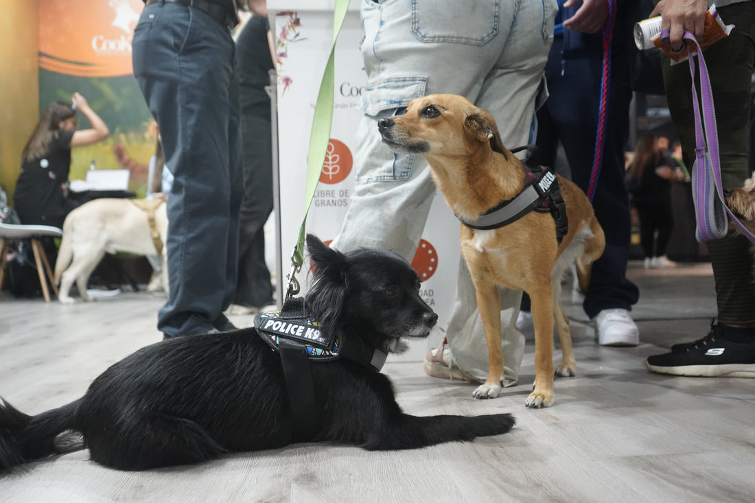 La importancia de los snacks 🐾
