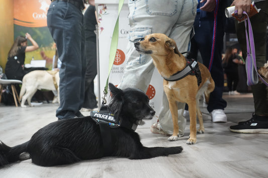 La importancia de los snacks 🐾
