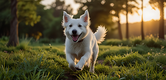 🌿 Cuidado con las astillas y espigas: pequeñas heridas que pueden causar grandes molestias